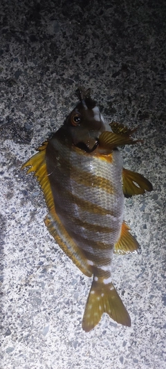 タカノハダイの釣果