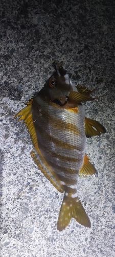 タカノハダイの釣果