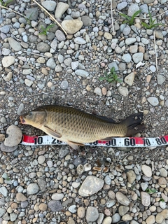 コイの釣果