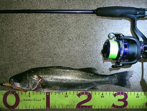 フッコ（マルスズキ）の釣果