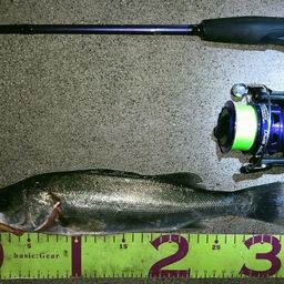 フッコ（マルスズキ）