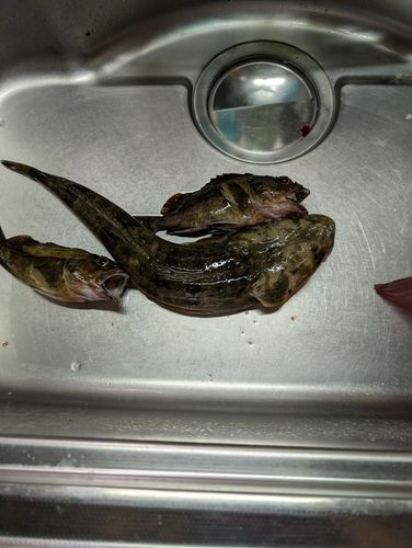 マゴチの釣果