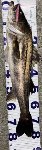 シーバスの釣果