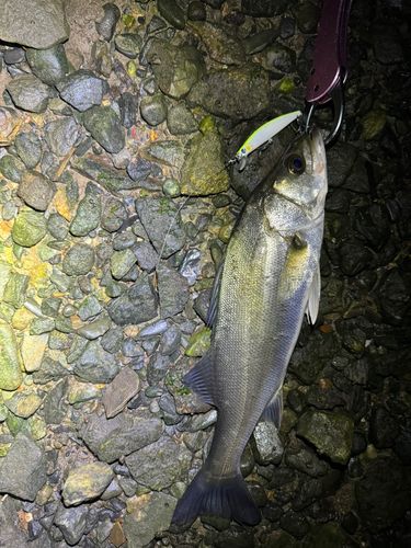 スズキの釣果