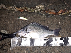 キビレの釣果