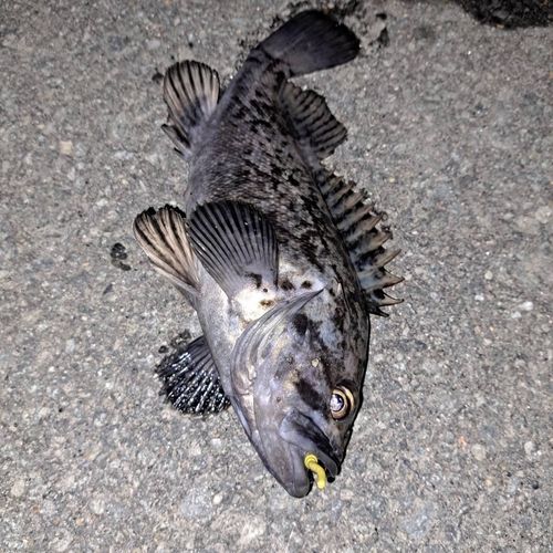 釣果