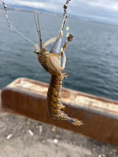 シャコの釣果