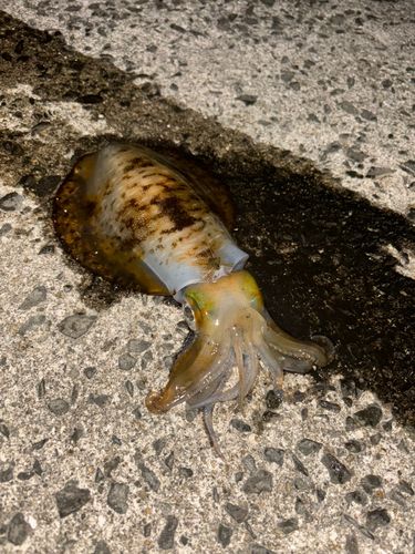 アオリイカの釣果