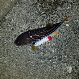 フッコ（マルスズキ）