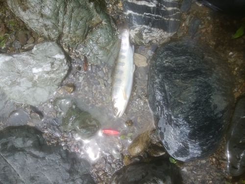 アマゴの釣果