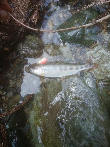 アマゴの釣果