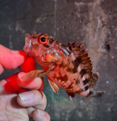 カサゴ