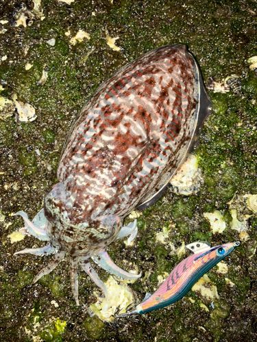 コウイカの釣果