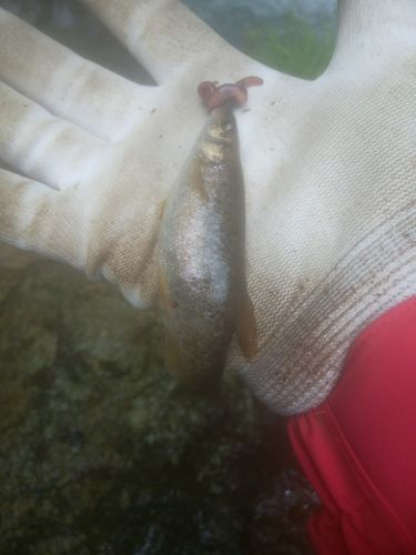 アブラハヤの釣果