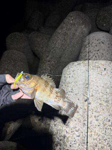 アカメバルの釣果