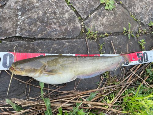 ナマズの釣果
