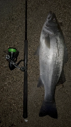 ヒラスズキの釣果
