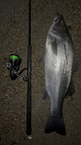 ヒラスズキの釣果