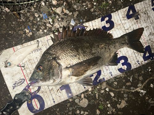 クロダイの釣果