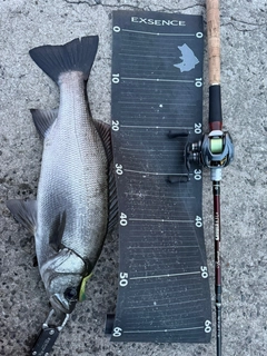 ヒラスズキの釣果