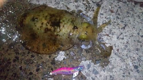 アオリイカの釣果