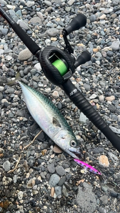 サバの釣果