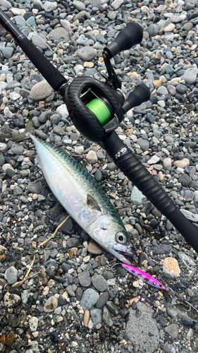 サバの釣果