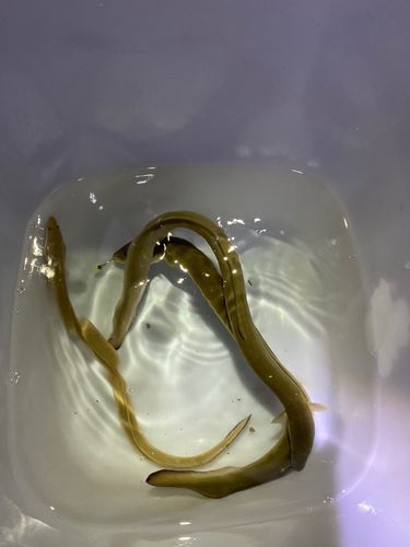 ウナギの釣果