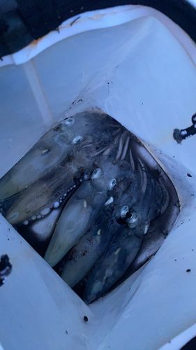 イカの釣果