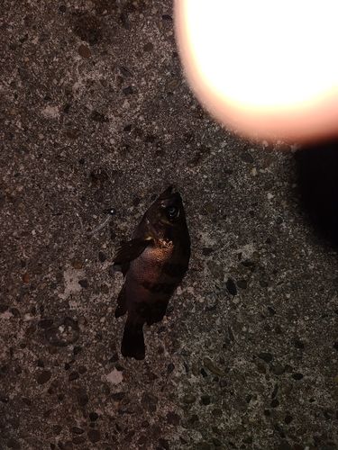 メバルの釣果
