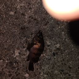 メバル