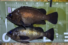 メバルの釣果