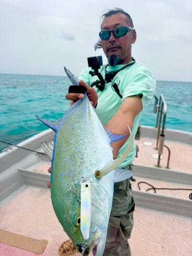 カスミアジの釣果