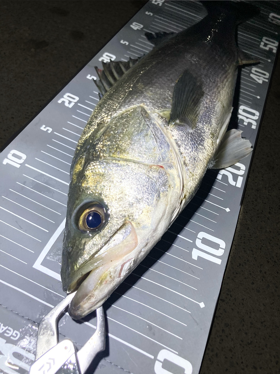 SHIMANO 19ヴァンキッシュ C2500SHGの最安値・インプレ・釣果