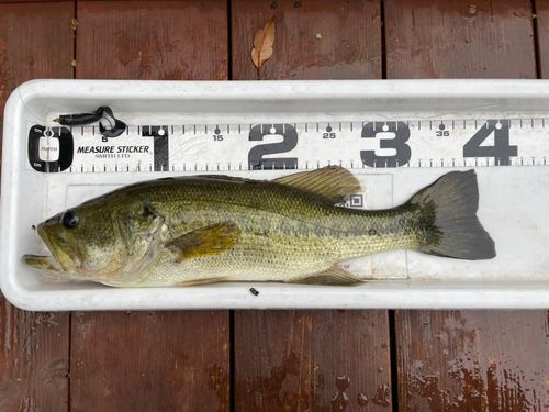 ブラックバスの釣果