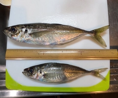 アジの釣果