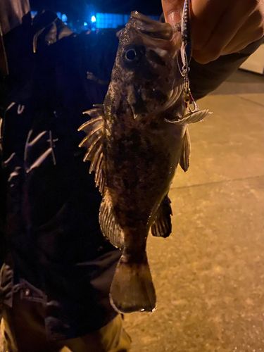 クロソイの釣果