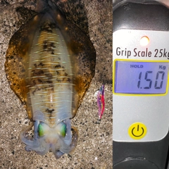 アオリイカの釣果