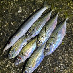 アジ