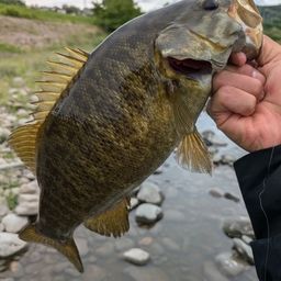 スモールマウスバス