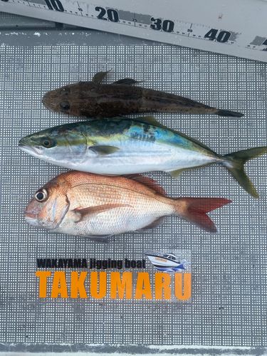 タイの釣果