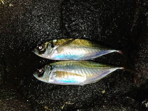 釣果