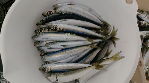 ウルメイワシの釣果