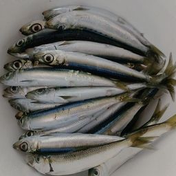ウルメイワシ