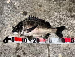 チヌの釣果