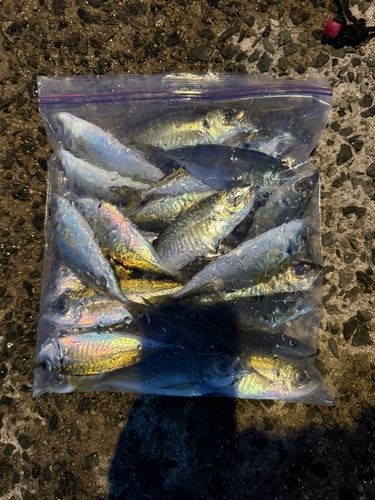 アジの釣果
