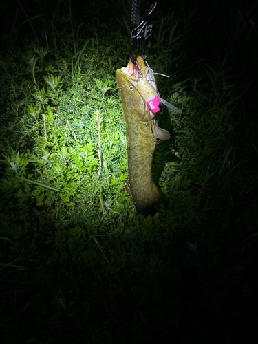 ニホンナマズの釣果