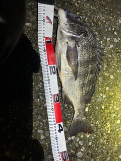 チヌの釣果