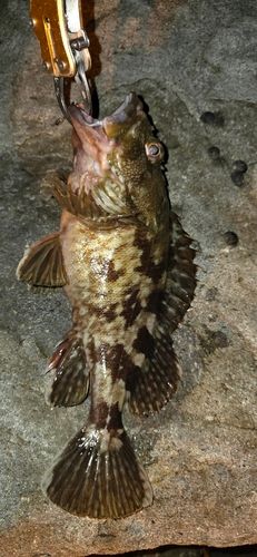カサゴの釣果