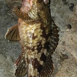 カサゴ